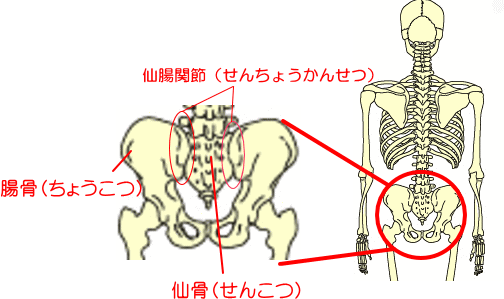 仙腸関節図