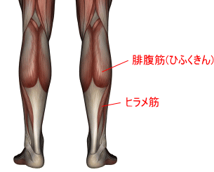足首が硬くなる原因とは 横浜で鍼灸と言えばオリンピック選手や世界選手権金メダリストも通う土井治療院へ