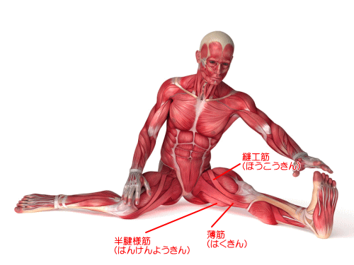 半腱様筋図1