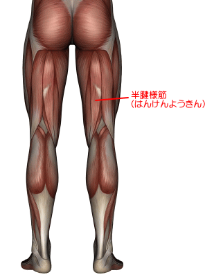 半腱様筋図2