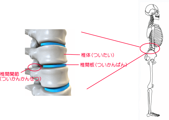 仙腸関節図