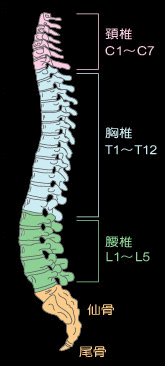 ストレートネック