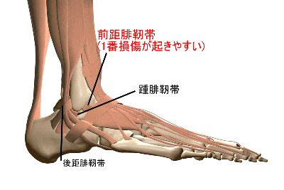 靭帯 踵 腓 足関節の靭帯損傷を評価するコツ！ ～踵腓靭帯（CFL）・前下脛腓靭帯（AITFL）編～｜Y.K｜note