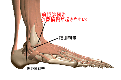 足首捻挫手術後のリハビリテーション 横浜で鍼灸と言えばオリンピック選手や世界選手権金メダリストも通う土井治療院へ