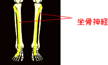 坐骨神経