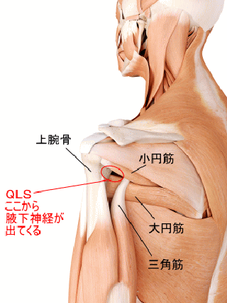 三 筋 上腕 痛み 頭 上腕三頭筋の構造・作用と起始停止および支配神経│【公式】公益社団法人 日本パワーリフティング協会