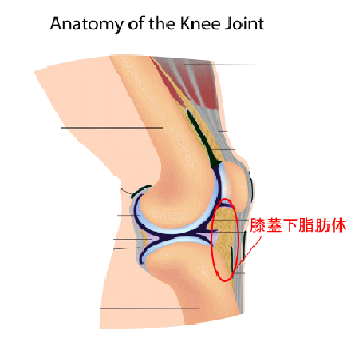 ランナー膝の治療をしても改善しない膝外側の痛みの原因は 横浜で鍼灸と言えばオリンピック選手や世界選手権金メダリストも通う土井治療院へ
